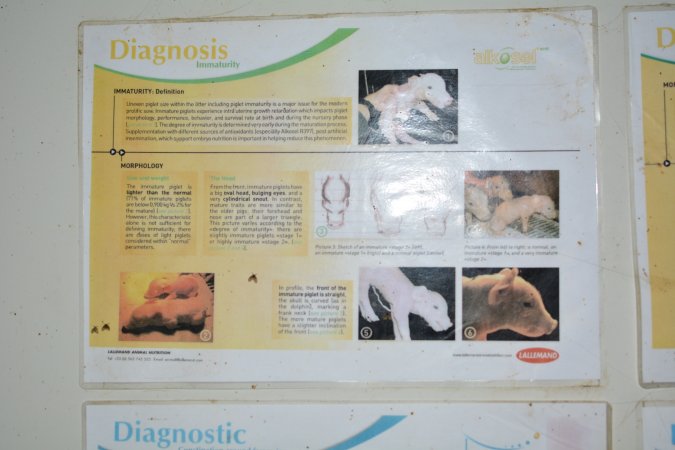Pig farm signage
