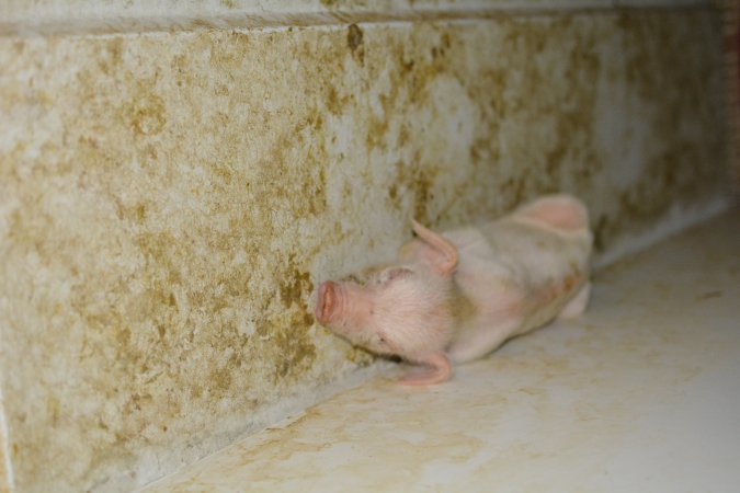 Piglet in Farrowing crate