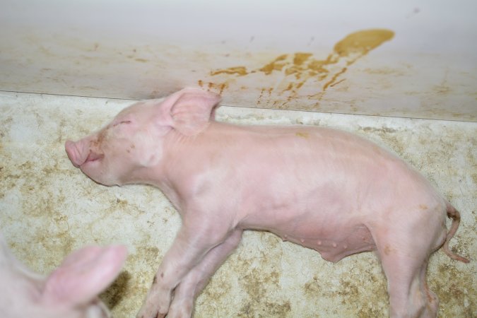 Dead piglet in farrowing crate