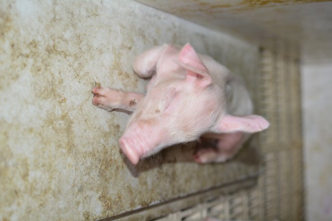 Dead piglet in farrowing crate