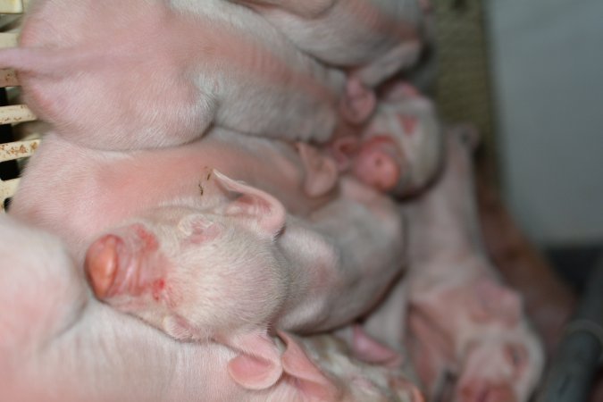 Piglets in farrowing crate