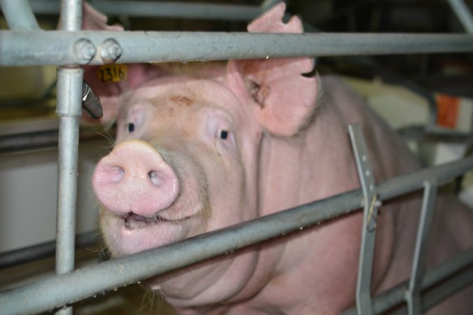 Sow in farrowing crate