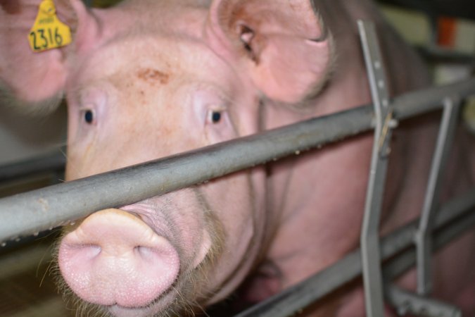 Sow in farrowing crate