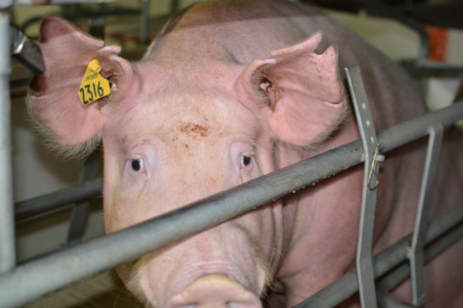 Sow in farrowing crate