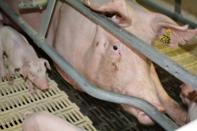Sow in farrowing crate