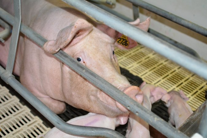 Sow in farrowing crate