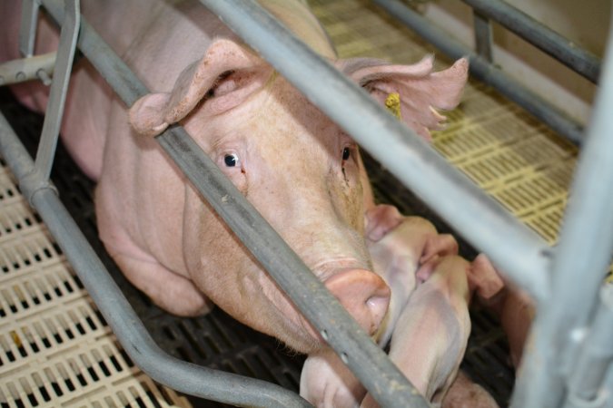 Sow in farrowing crate