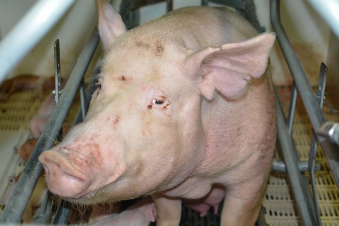 Sow in farrowing crate