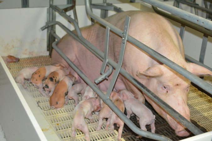 Sow in farrowing crate