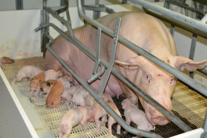 Sow in farrowing crate