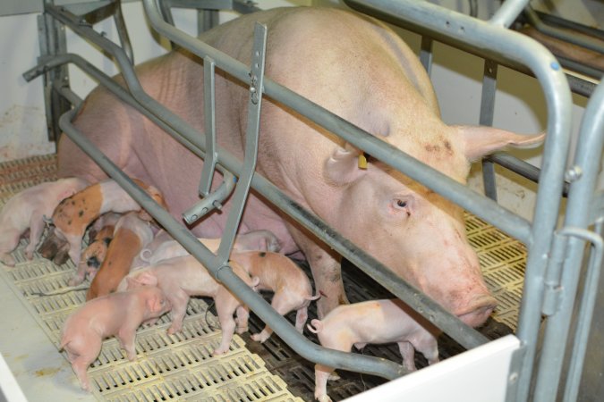 Sow in farrowing crate