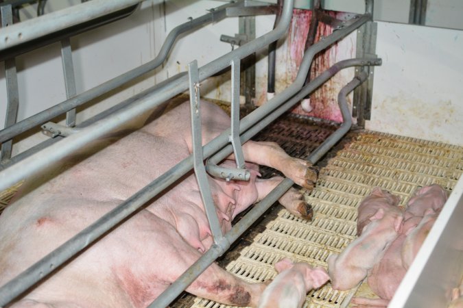 Sow in farrowing crate