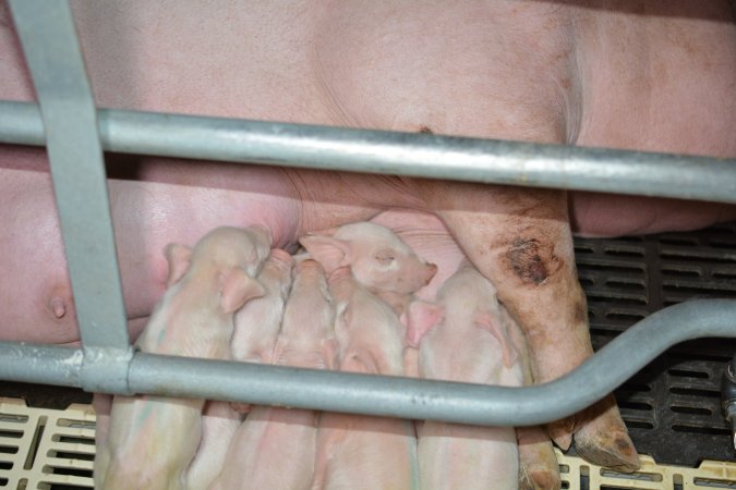 Piglets in farrowing crate