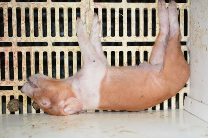 Dead piglet in farrowing crate