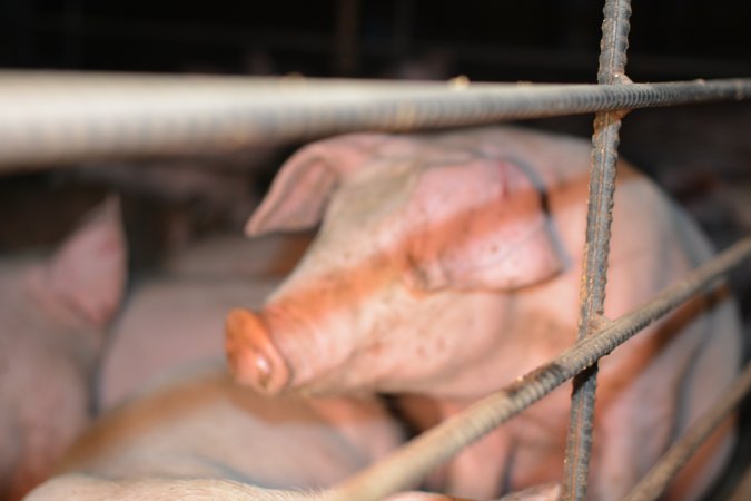 Pig in grower pen
