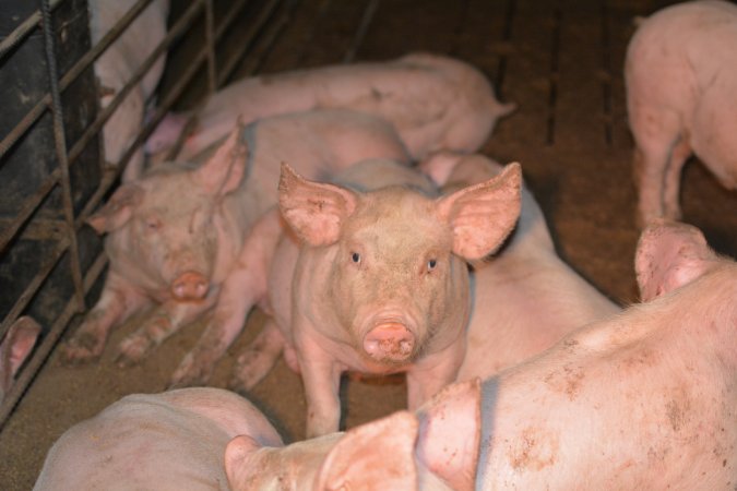 Pigs in grower pen