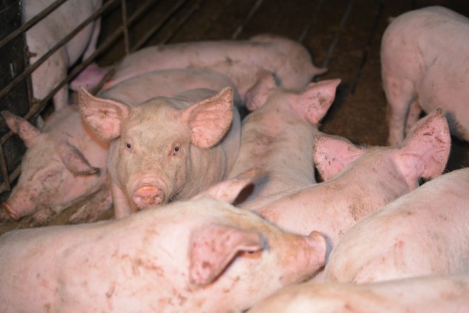 Pigs in grower pen