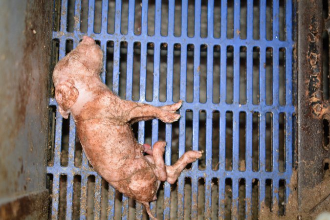 Sick piglet in farrowing crate