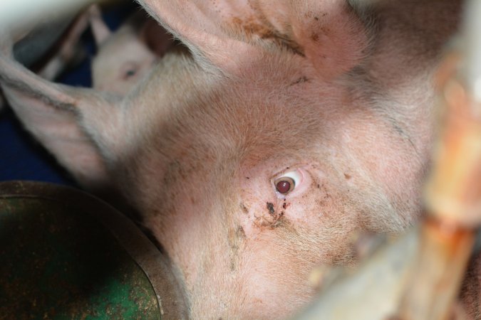 Sow in farrowing crate