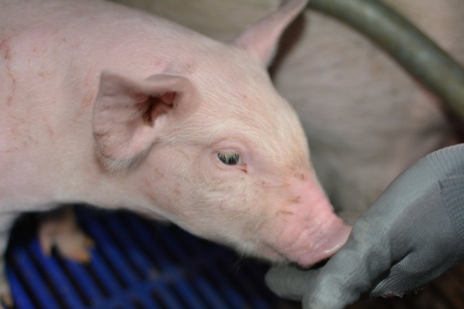 Piglet in farrowing crate