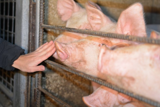 Grower pigs