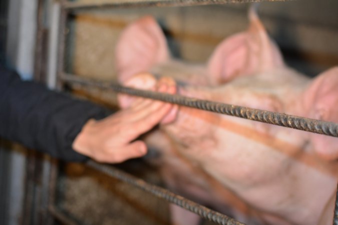 Grower pigs