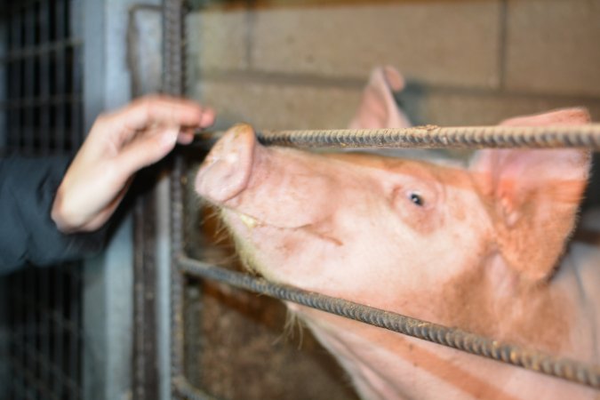 Grower pigs