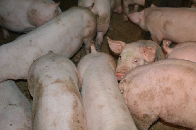 Grower pigs in group housing