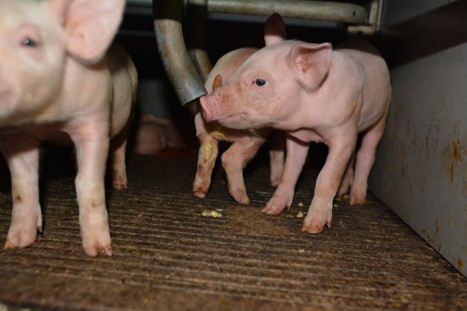 Piglets in farrowing crate