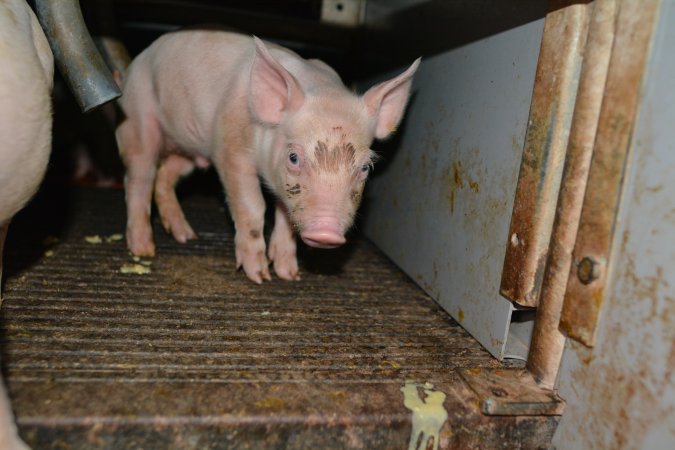 Piglets in farrowing crate