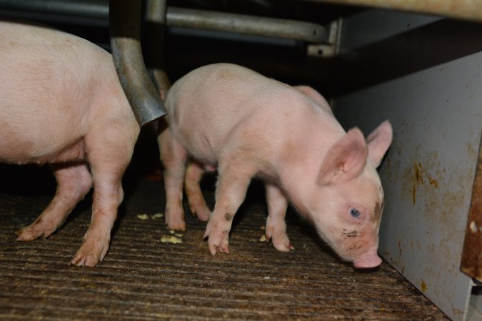 Piglets in farrowing crate