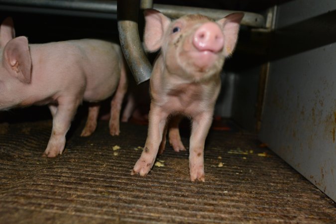 Piglets in farrowing crate