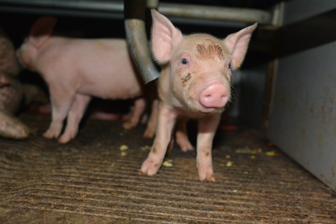 Piglets in farrowing crate