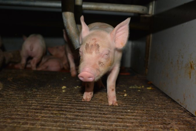 Piglets in farrowing crate