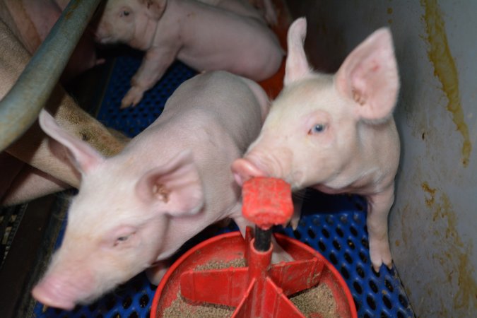 Piglets in farrowing crate