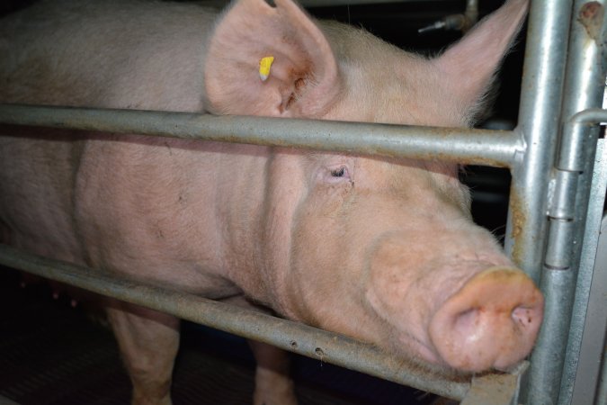 Sow in farrowing crates