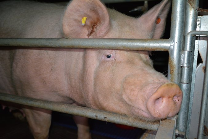 Sow in farrowing crate