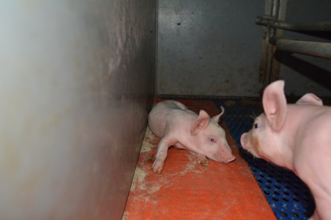 Piglets in farrowing crate