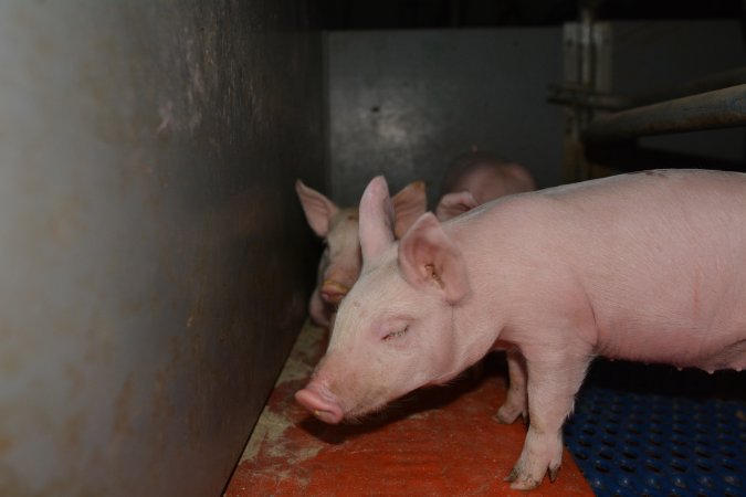 Piglets in farrowing crate