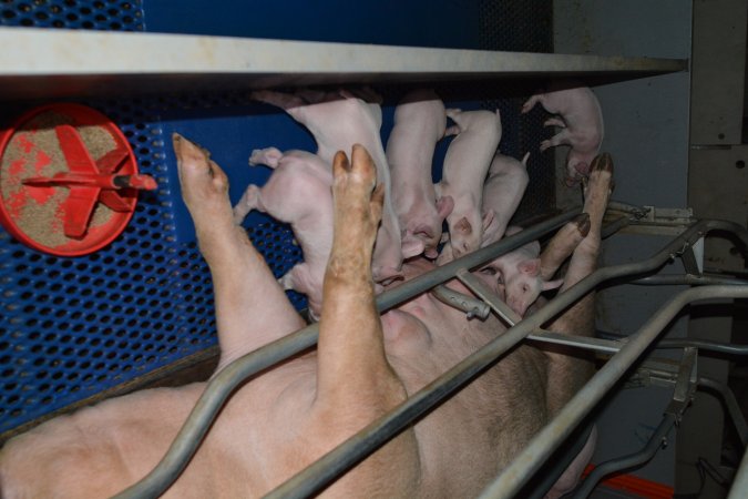 Piglets in farrowing crate