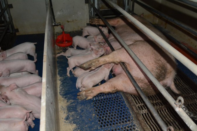 Piglets in farrowing crate