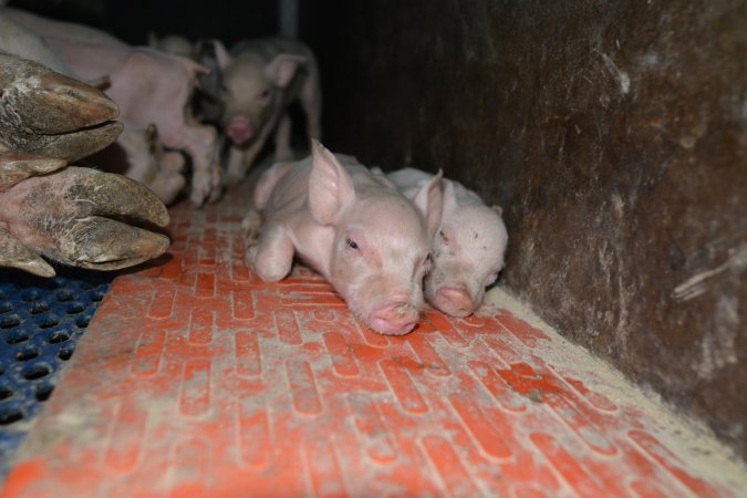 Piglets in farrowing crate