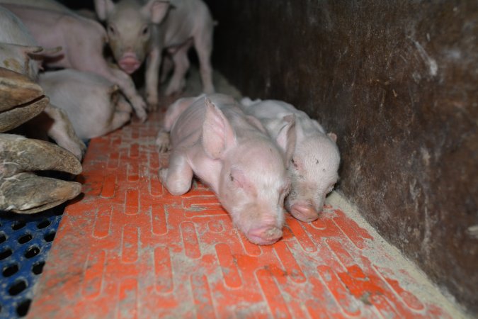 Piglets in farrowing crate