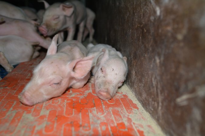 Piglets in farrowing crate