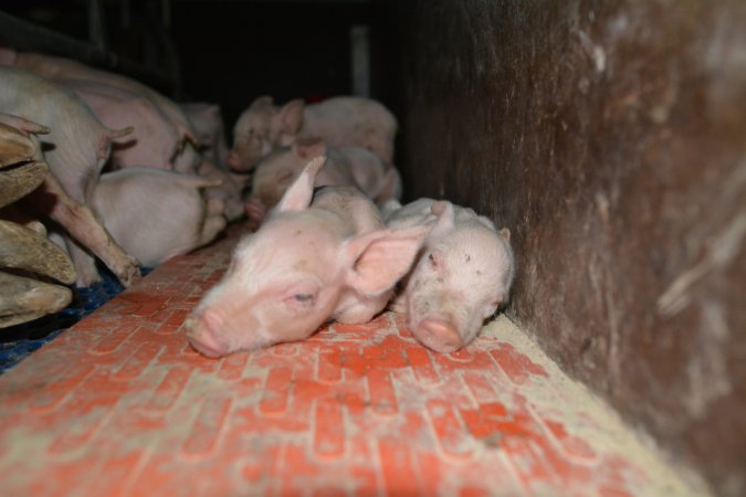 Piglets in farrowing crate