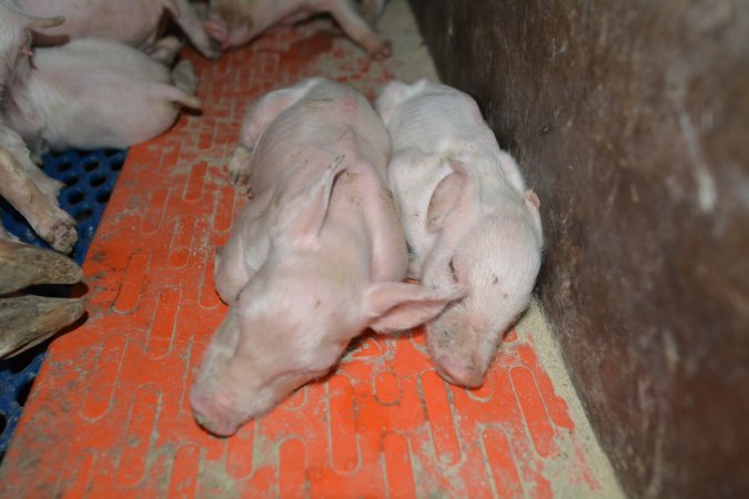 Piglets in farrowing crate