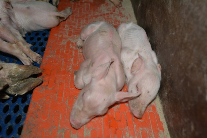 Piglets in farrowing crate