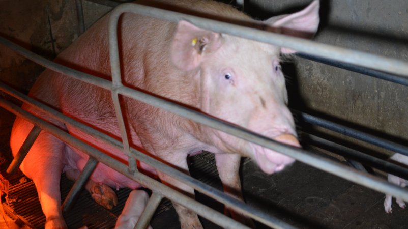 Sow in farrowing crate