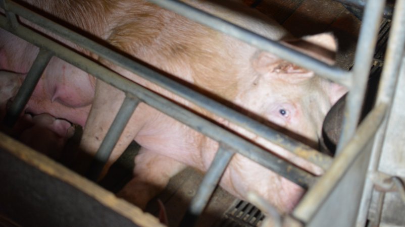 Sow in farrowing crate