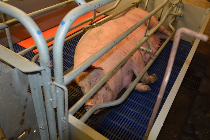 Sow in farrowing crate